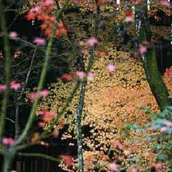 トリップアドバイザー提供