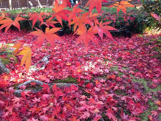 トリップアドバイザー提供