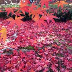 トリップアドバイザー提供