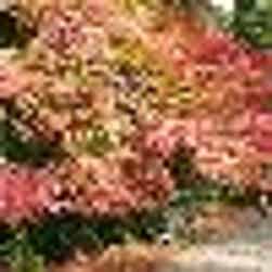 トリップアドバイザー提供