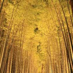 トリップアドバイザー提供