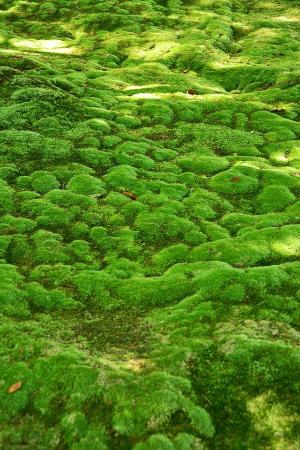 トリップアドバイザー提供