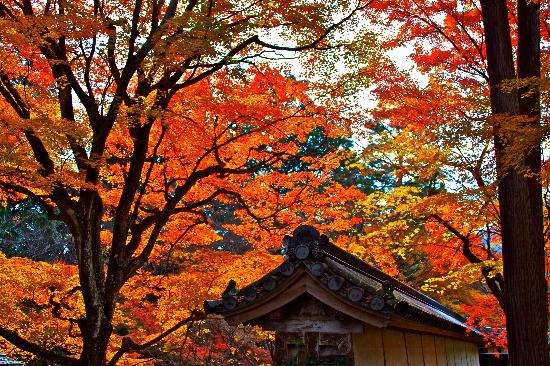 トリップアドバイザー提供