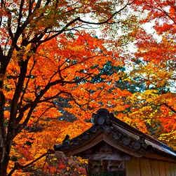 トリップアドバイザー提供