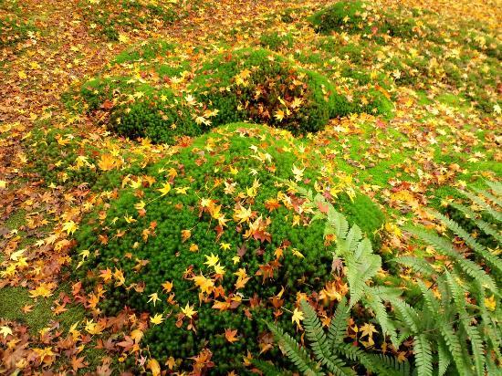 トリップアドバイザー提供