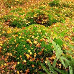 トリップアドバイザー提供