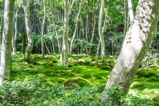 トリップアドバイザー提供