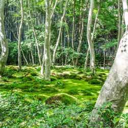 トリップアドバイザー提供