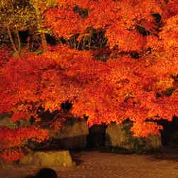 トリップアドバイザー提供