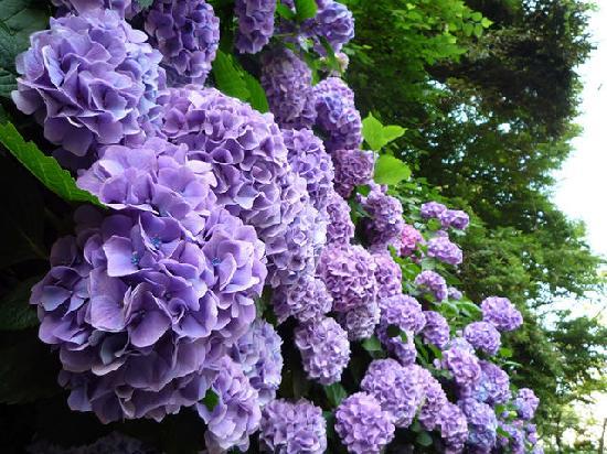 トリップアドバイザー提供