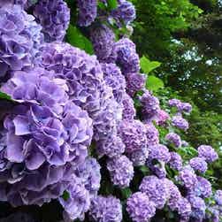 トリップアドバイザー提供