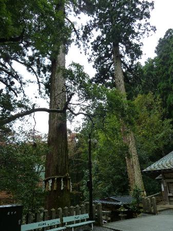 トリップアドバイザー提供