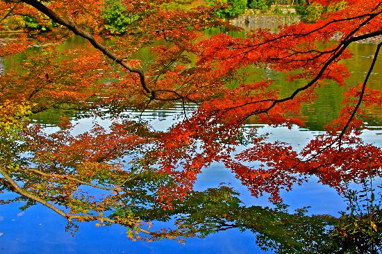 トリップアドバイザー提供