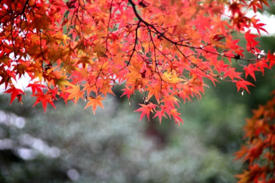 トリップアドバイザー提供