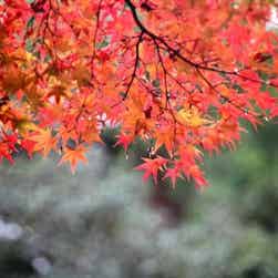 トリップアドバイザー提供