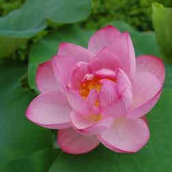 トリップアドバイザー提供