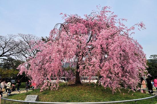 トリップアドバイザー提供