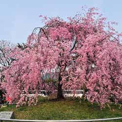 トリップアドバイザー提供