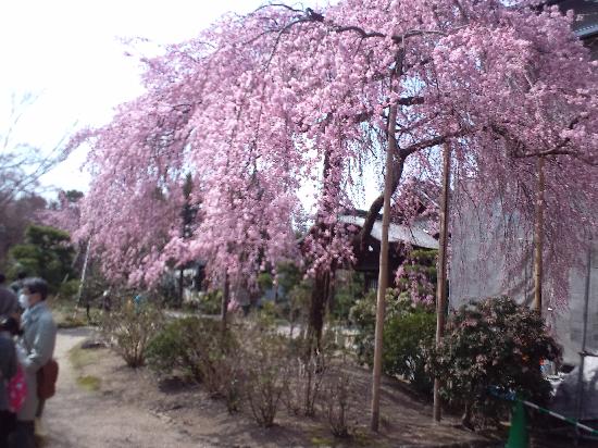 トリップアドバイザー提供