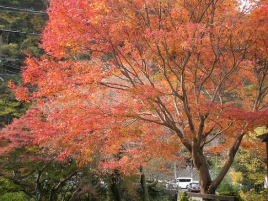 トリップアドバイザー提供