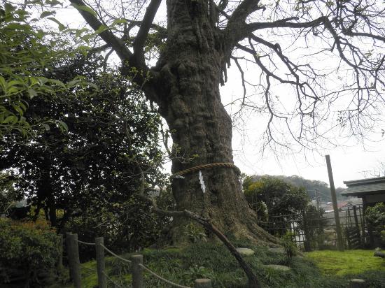 トリップアドバイザー提供