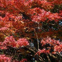 トリップアドバイザー提供