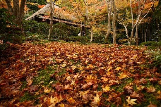 トリップアドバイザー提供